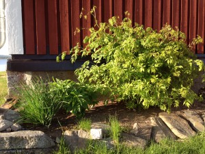 Utanför Gammstugan 2 juni