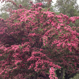 Blommande Kungsträdgården