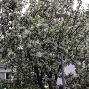 Äppelträd Himlastigen