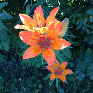 orange-blomma-2014