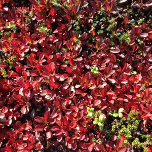 hostfarger-nalovardo-7sep