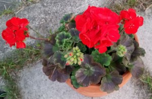 pelargonia-juli15