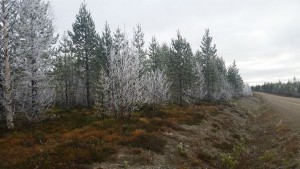 1020-frostigt-vid-vagen