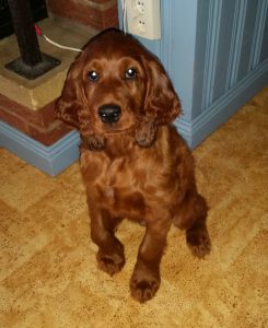 Ilo sitter och filurar