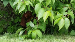 Ilo - trädgårdsmästaren