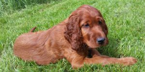 Ilo ligger i gräset