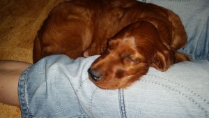 Ilo sover i mitt knä