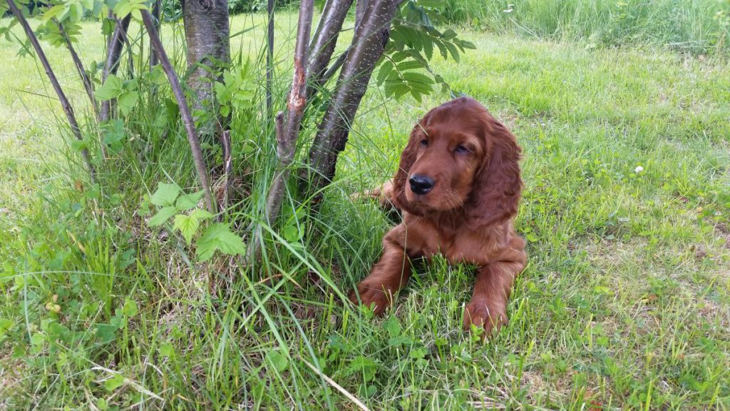 20160709-ilo-ligger-under-ronnen