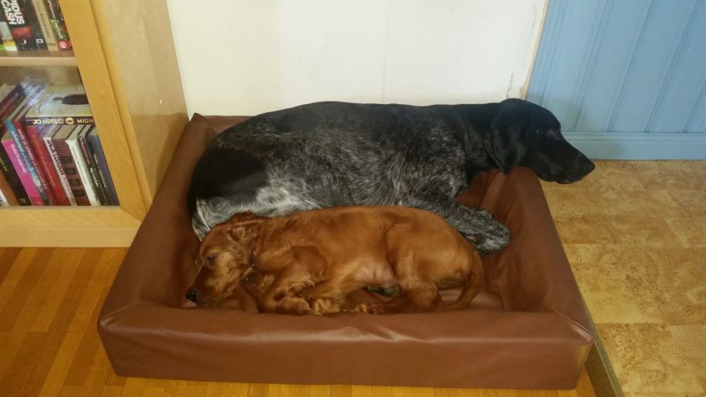 20160710-troy-ilo-vilar-badden