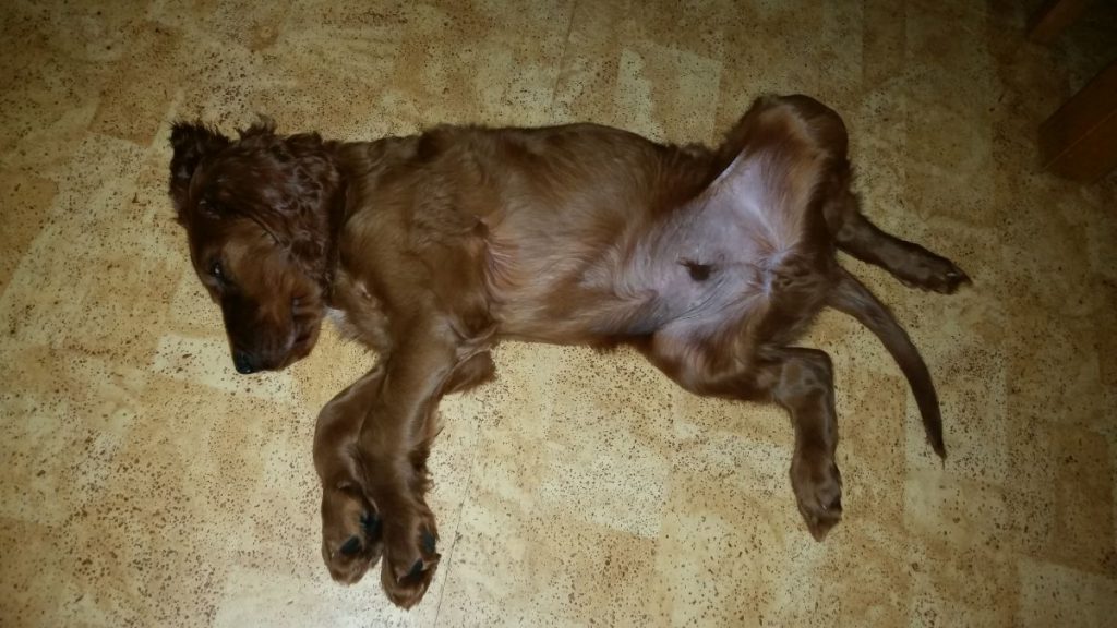 20170706-ilo-sover-magen-i-vadret