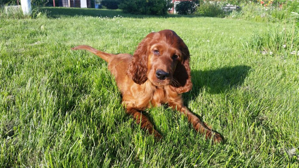 20170707-ilo-ligger-graset